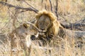 Male and female Lion (Panthera leo) resting together, taken in South Africa Royalty Free Stock Photo