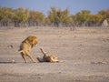 Male and female lion in a rough and action filled play, Etosha National Park, Namibia, Africa Royalty Free Stock Photo