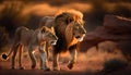 A male and female lion walking together viewed from the side in the savanna in Africa, generative AI Royalty Free Stock Photo