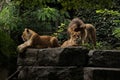 Male and female lions