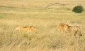 Male and female lions Royalty Free Stock Photo