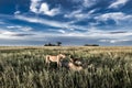 Male and female lions eating zebras in Serengeti National Park