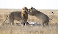 Male and female lions Royalty Free Stock Photo