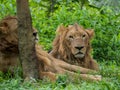 Male and Female Lions Royalty Free Stock Photo