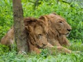 Male and Female Lions Royalty Free Stock Photo