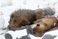 Male and a female lions resting on the ground covered in snow Royalty Free Stock Photo