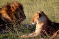 Male and female lions resting Royalty Free Stock Photo