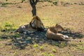 Male and female lions resting under tree Royalty Free Stock Photo