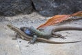 Male and female lizards mating on Tenerife