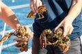 Male and Female lobster comparison on a boat in Boothbay Harbor Maine on a sunny summer day Royalty Free Stock Photo