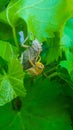 Male and female locust on vine leaves. Mating, yellow male and larger green brown female locust. Close-up view.