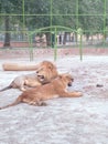 A Male and Female loin in vehari zoo