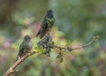 Male and female Magnificent Hummingbird, Costa Rica Royalty Free Stock Photo