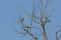 Male and Female Malabar Pied Hornbills in Tree