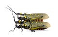 Male and Female Malaysian locust having sex Royalty Free Stock Photo