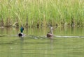 A male and female mallard Anas platyrhynchos swimming together