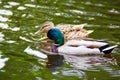 A male and female mallard duck Royalty Free Stock Photo