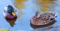 Male and female Mallard duck laying in the water Royalty Free Stock Photo