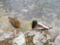 Male and female mallard duck relaxing on the lake shore of Plitvice Lakes National Park Royalty Free Stock Photo