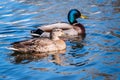 Male and female mallard duck swimming on a pond with blue water Royalty Free Stock Photo