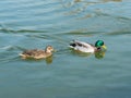 Male and female mallard duck swimming on a pond with green water Royalty Free Stock Photo