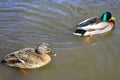 Male and female mallard duck swimming on a pond with green water while looking for food Royalty Free Stock Photo