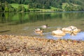 Male and female mallard duck swimming on a pond with green water while looking for food Royalty Free Stock Photo