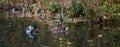 Male and female mallard duck swimming on a pond while looking for food Royalty Free Stock Photo