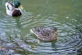 Pair of breeding Mallard ducks Royalty Free Stock Photo