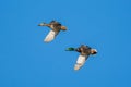 Male and female mallard ducks, Anas platyrhynchos, fly thru a clear blue sky at an Indiana wetland