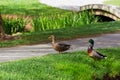 Male and female mallard ducks crossing the path in the garden