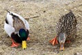 Male and female mallard ducks eating seeds Royalty Free Stock Photo