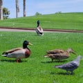 Male and Female Mallard Ducks at a Local Golf Course