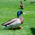 Male and Female Mallard Ducks at a Local Golf Course