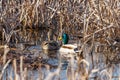 Male and female Mallard ducks in marsh lands Royalty Free Stock Photo