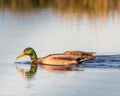 Mallard Ducks out for a swim