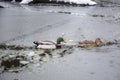 Male and female mallard ducks playing, floating and squawking in winter ice frozen city park pond Royalty Free Stock Photo