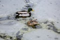 Male and female mallard ducks playing, floating and squawking in winter ice frozen city park pond Royalty Free Stock Photo