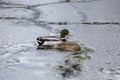 Male and female mallard ducks playing, floating and squawking in winter ice frozen city park pond Royalty Free Stock Photo