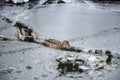 Male and female mallard ducks playing, floating and squawking in winter ice frozen city park pond Royalty Free Stock Photo