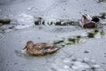 Male and female mallard ducks playing, floating and squawking in winter ice frozen city park pond Royalty Free Stock Photo