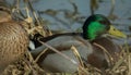 Male and female mallard ducks resting in grasses