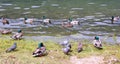 Mallard ducks Royalty Free Stock Photo