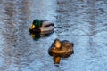 Male and female mallard ducks swimming on a pond with blue water Royalty Free Stock Photo