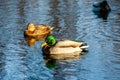 Male and female mallard ducks swimming on a pond with blue water Royalty Free Stock Photo