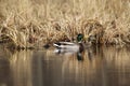 Two mallard ducks swimming in the pond with yellow reed Royalty Free Stock Photo