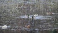 Male and Female Mallard Ducks Washing and Ducking in Vartry Reservoir, County Wicklow