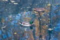 Male and female mallard ducks on the water in the pond, anas platyrhynchos. Royalty Free Stock Photo