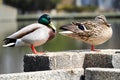 A male and female mallard pair stand on a cement wall Royalty Free Stock Photo