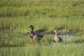 Male and Female Mallard Pair in Wetland Royalty Free Stock Photo